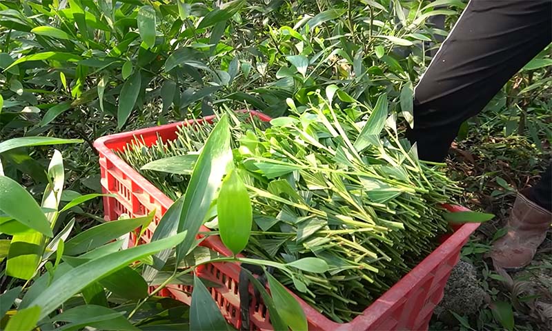 Cành hom keo được xếp ngay ngắn sau khi cắt từ cây keo mẹ